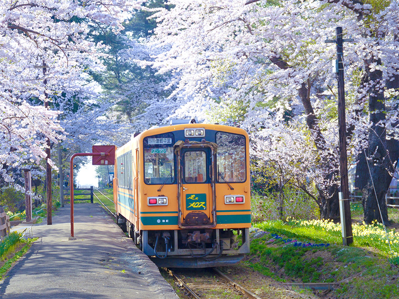 芦野公園の桜イメージ